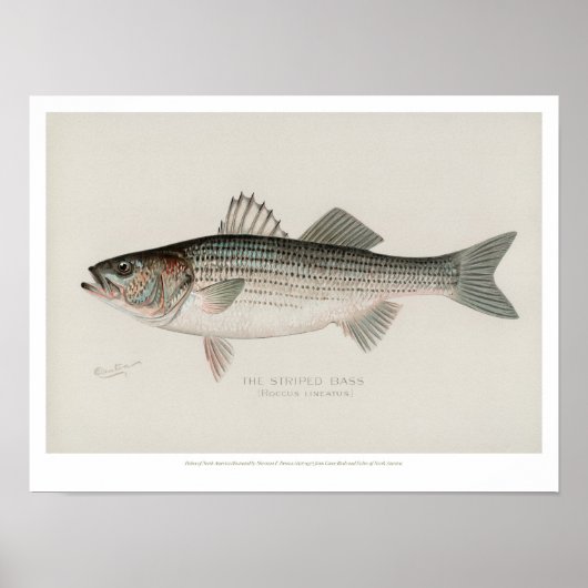 Vintage Fische - gestreifter Bass Poster (Vorne)