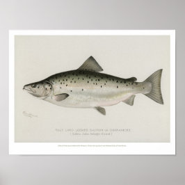 Vintage Fische - Lachssperrung Poster