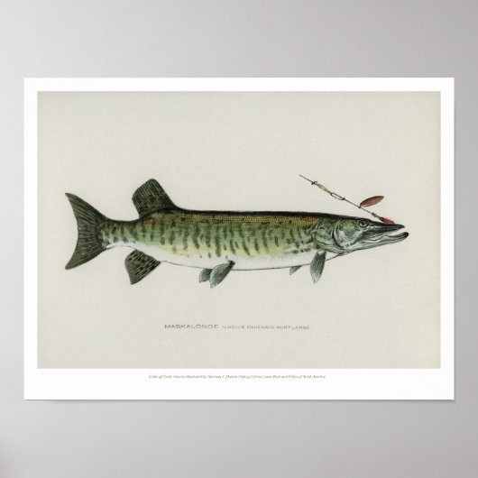 Vintage Fische - Maskalonge Poster (Vorne)