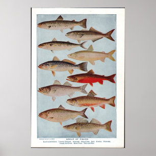 Vintage Fische Poster
