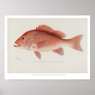 Vintage Fische - Roter Schnapper Poster