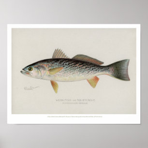 Vintage Fische - schwache Fische Poster