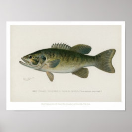 Vintage Fische - Schwarzer Bass Poster