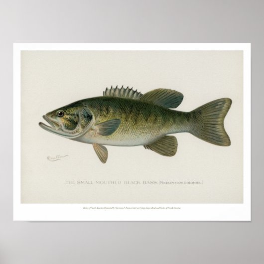 Vintage Fische - Schwarzer Bass Poster (Vorne)