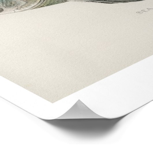 Vintage Fische - Seebarsch Poster (Ecke)