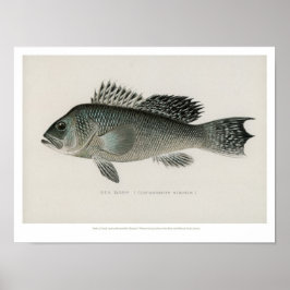 Vintage Fische - Seebarsch Poster