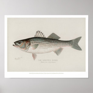 Vintage Fische - Streifenbarsch Poster
