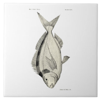 Vintage Fische Tarakihi der Wissenschafts-NZ Fliese