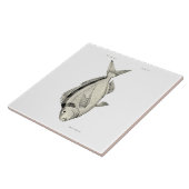 Vintage Fische Tarakihi der Wissenschafts-NZ Fliese (Seite)