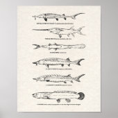 Vintage Fischkarte - Sturgeon und Padlefish Poster (Vorne)