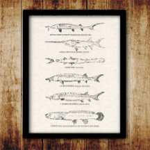 Vintage Fischkarte - Sturgeon und Padlefish