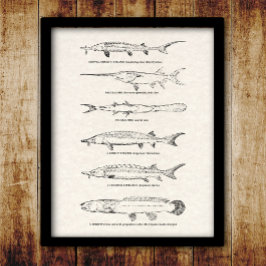 Vintage Fischkarte - Sturgeon und Padlefish Poster
