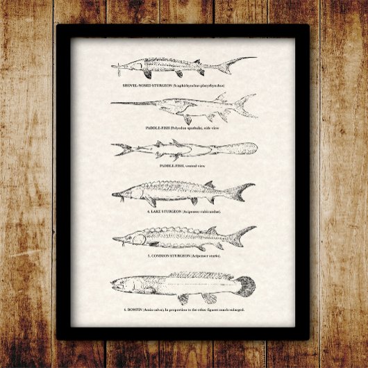 Vintage Fischkarte - Sturgeon und Padlefish Poster
