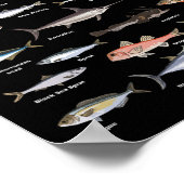 Vintage Fischkennungsdiagramme Poster (Ecke)