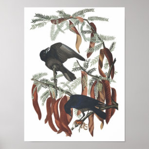 Vintage Fish-Crow-Poster Druck Poster