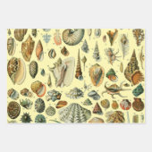 Vintage Fish Scientific Fishing Art Geschenkpapier Set (Vorderseite 2)