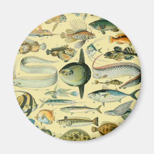 Vintage Fish Scientific Fishing Art Magnet