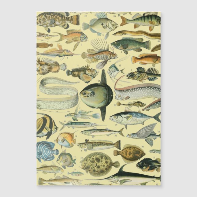Vintage Fish Scientific Fishing Art Magnetkarte (Vorderseite)