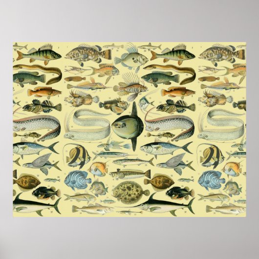 Vintage Fish Scientific Fishing Art Poster (Vorne)