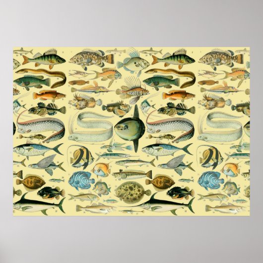 Vintage Fish Scientific Fishing Art Poster (Vorne)