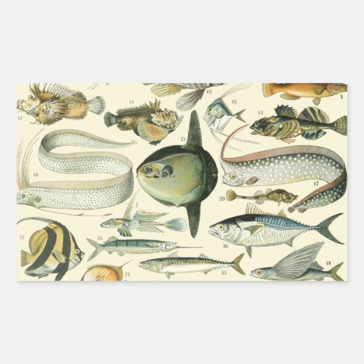 Vintage Fish Scientific Fishing Art Rechteckiger Aufkleber (Vorderseite)