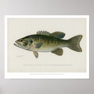 Vintage Fishes - Schwarzbarsch Poster