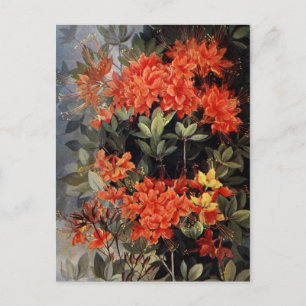 Vintage Flame Azalee Rote Blumen Floraler Garten Postkarte