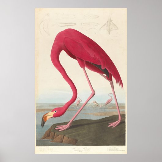 Vintage Flamingo-Illustration (1838) Poster (Vorne)