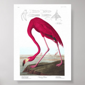 Vintage Flamingo Illustration Animals Nature Poster
