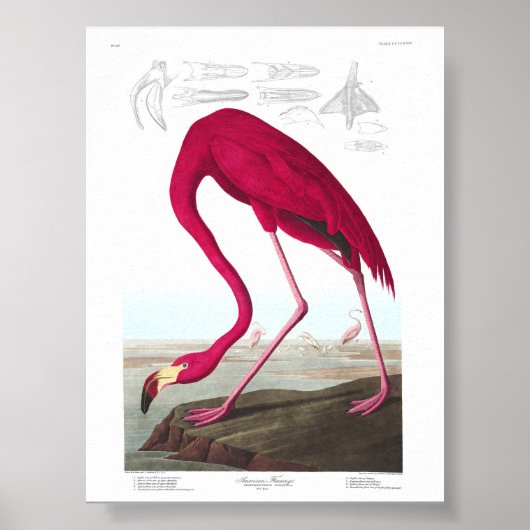 Vintage Flamingo Illustration Animals Nature Poster (Vorne)