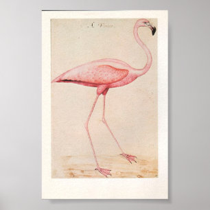 Vintage Flamingo Illustration Poster