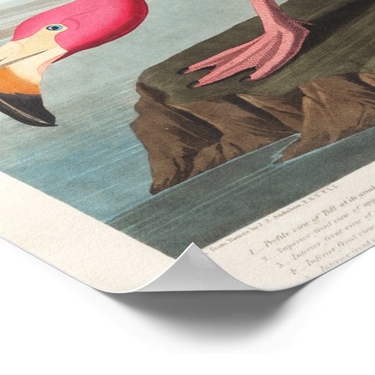 Vintage Flamingo-Illustration Poster (Ecke)