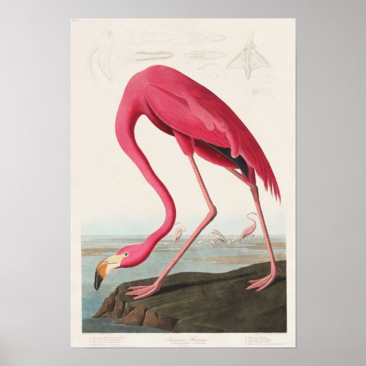 Vintage Flamingo-Illustration Poster (Vorne)