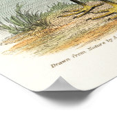 Vintage Flamingo-Illustration Poster (Ecke)