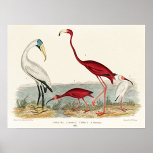 Vintage Flamingo-Illustration Poster