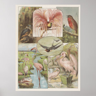 Vintage Flamingo-Illustration Poster