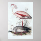 Vintage Flamingo-Illustration Poster (Vorne)
