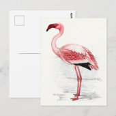 Vintage Flamingo-Illustration Postkarte (Vorne/Hinten)