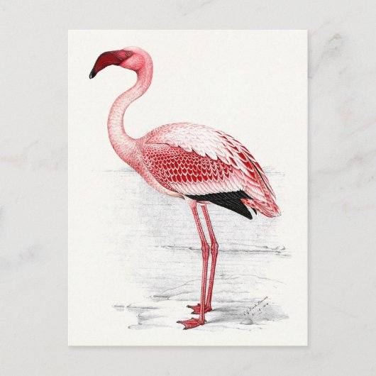 Vintage Flamingo-Illustration Postkarte (Vorderseite)