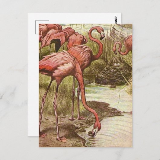 Vintage Flamingo-Illustration Postkarte (Vorne/Hinten)