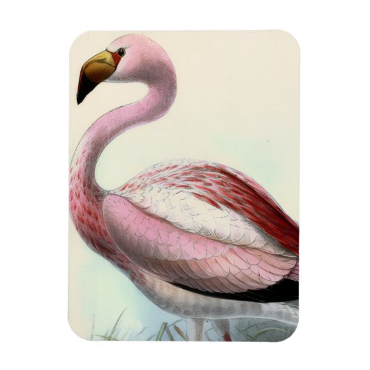 Vintage Flamingo Magnet (Vertikal)