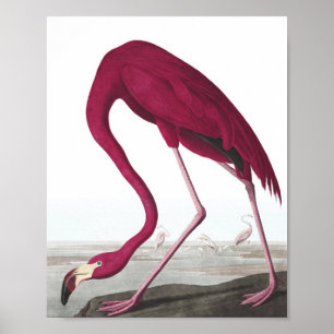 Vintage-Flamingo-Plakat Poster