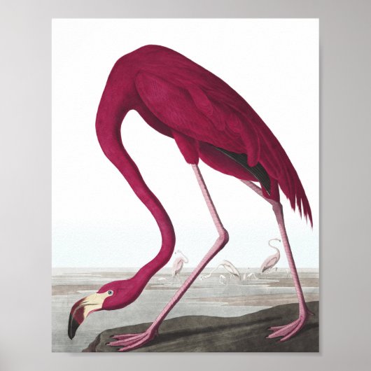 Vintage-Flamingo-Plakat Poster (Vorne)