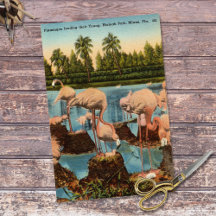 Vintage Flamingos füttern ihre Jungen Miami Florid