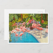 Vintage Flamingos in Florida Postkarte (Vorne/Hinten)