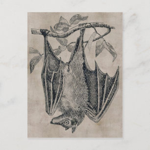 Vintage Fledermaus-Postkarte Postkarte
