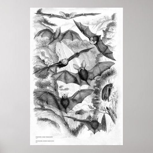 Vintage Fledermäuse drucken Poster (Vorne)