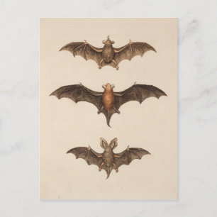 Vintage-Fledermäuse-Halloween-Postkarte Postkarte