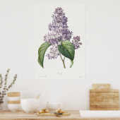 Vintage Flieder Botanische Skizzenkunst Poster (Küche)