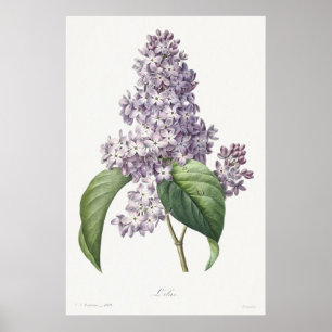 Vintage Flieder Botanische Skizzenkunst Poster